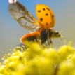 ladybug