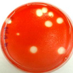 Petri dish