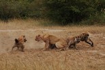 Photo of hyenas attacking lion