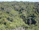 Photo of undisturbed forest in Mato Grosso, Brazil