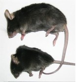 Photo of a wild mouse and a genetically-engineered