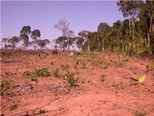 Photo of deforested area in Mato Grosso, Brazil