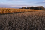 Corn and soybean fields at MSU