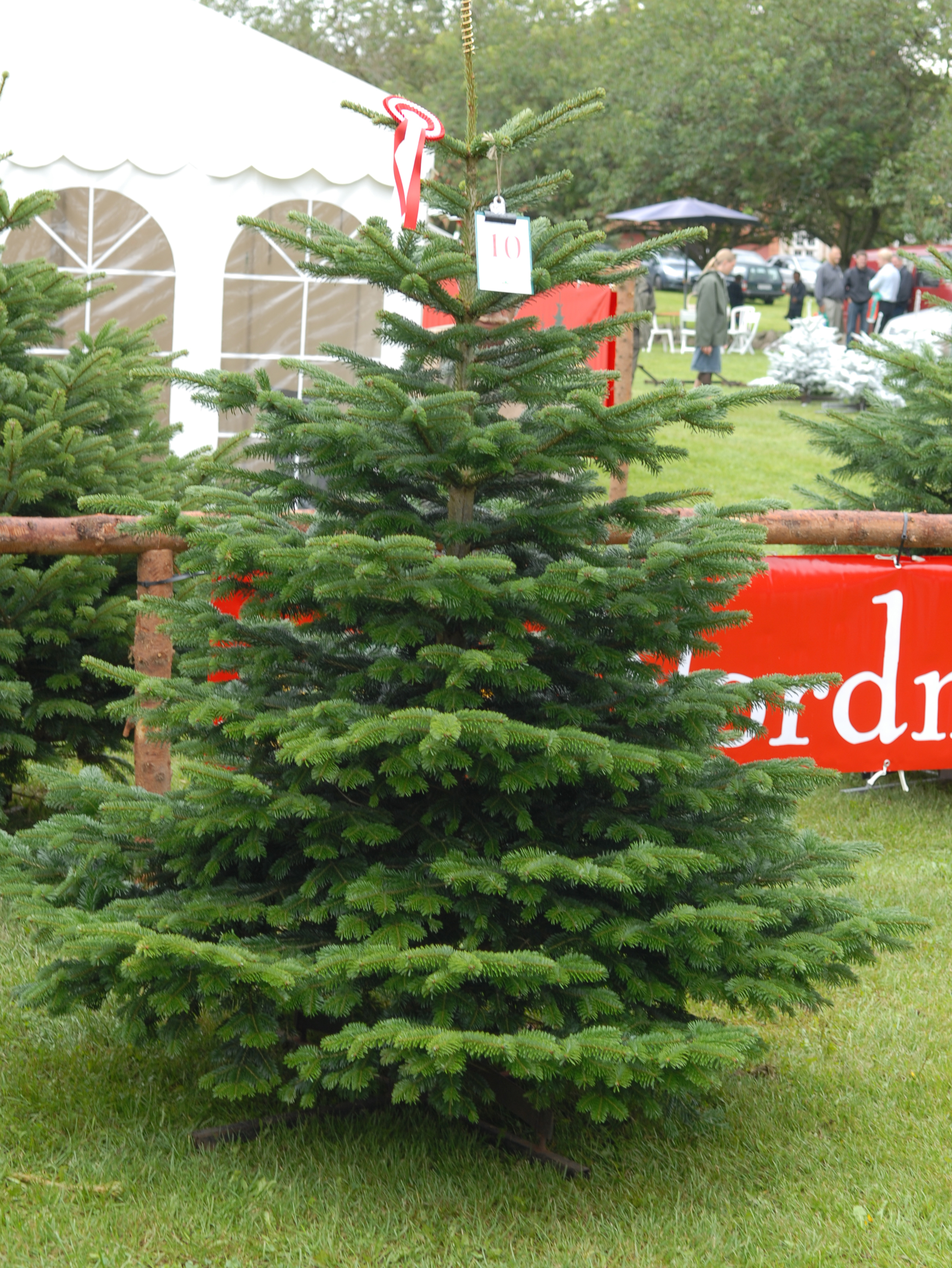 christmas trees-217
