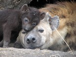 Hyena with cub