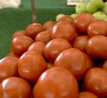 Michigan tomatoes