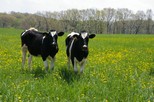 cows in pasture