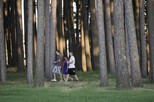 Sand dune tree grove