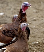 turkeys