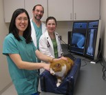 Cat bladder diet