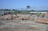 Amazon II - sawmill