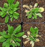 Arabidopsis freeze damage