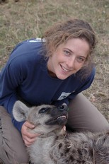 Counting hyenas--photo