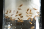 fruit flies