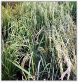 rice plants PNAS