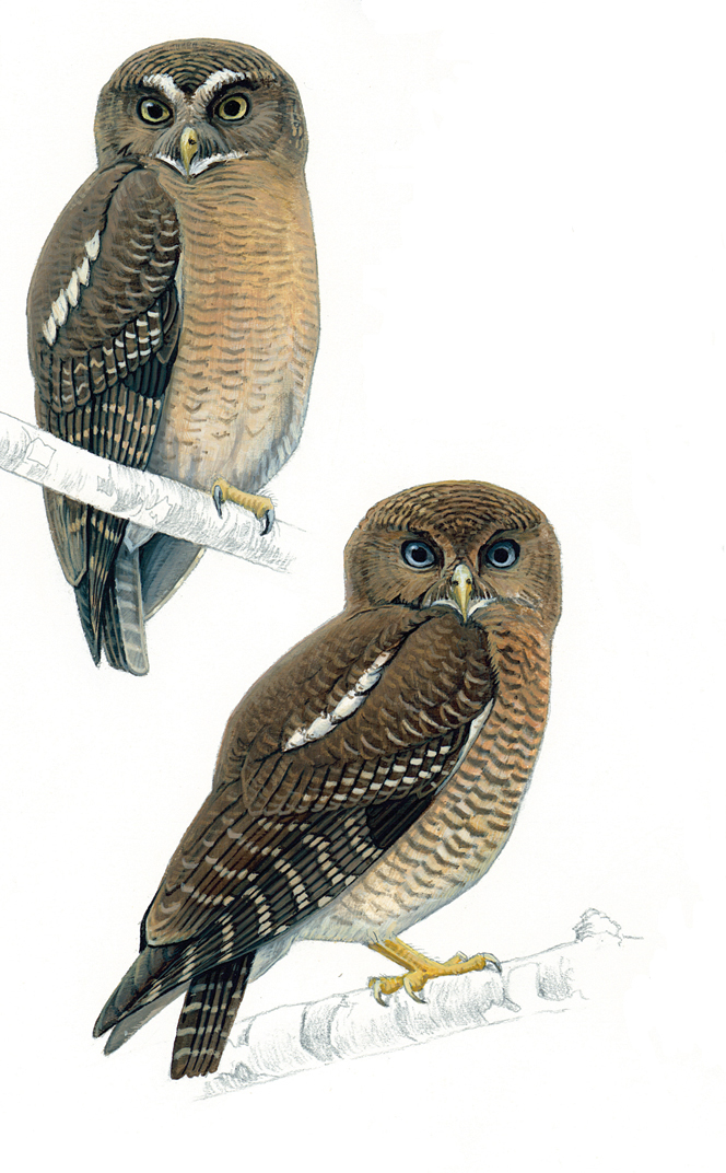 The two new Filipino owl species